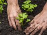 Uvjeti i pravila za presađivanje sadnica na otvoreno tlo