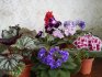 Indoor begonia: species and varieties