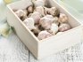 Garlic: classification and varieties