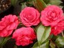 Japonská růže - "Camellia"