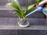 How can you fertilize an orchid?