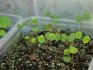 Rostoucí ampelous begonia
