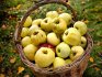 Ljetna stabla jabuka za Moskovsku regiju
