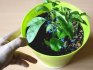 Tipy pro péči o pokojové rostliny