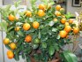 Stablo mandarina
