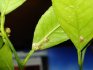 Nemoci a škůdci rostlin, způsoby jejich řešení