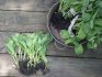 Jak správně pěstovat zelenou zeleninu?