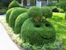 Druhy a formy topiary