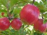 Description of the apple tree variety