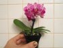 Nákup mini orchidejí