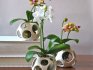 Orchid growing methods