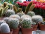 A legjobb kaktuszfajták áttekintése