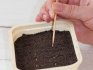 Planting eustoma seeds