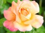 Oltásra szolgáló rózsatípusok