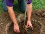Planting an apricot