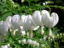 Types and varieties of dicentra