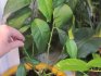 Jak správně zasadit citron