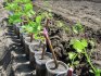 Breeding methods for seedlings