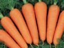 Descrierea morcovilor