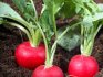 Planting methods for radish