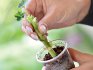 Pelargonium cuttings technology