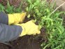 Výsadba heřmánku zahradní