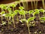 Pěstování chryzantém ze semen
