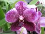 Orchid wanda