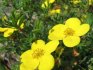 Growing and caring for Potentilla