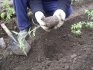Planting tomato seedlings in open ground