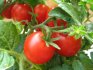 Metode za povećanje prinosa rajčice