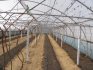 Výsadba hroznů ve skleníkových podmínkách