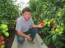 How to care for tomatoes in a greenhouse