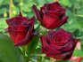 Popular varieties of roses for the garden: description and benefits