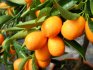 Vnitřní citrusové rostliny