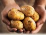Cele mai bune soiuri de cartofi: tipuri și descriere
