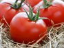 Early ripening tomato varieties: types and description