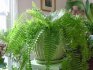 Description and useful properties of home fern