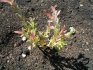Plantarea unei salcii cu frunze întregi și reproducere