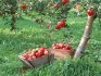The best varieties of apple trees for the garden, their features