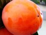 The best varieties of persimmons for growing at home