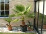 Washingtonia filamentous - seznámení s palmou