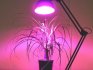 What kind of light do plants need
