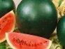 Iskra lubenice: opis
