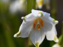 Reprodukce jarního bílého květu