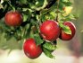 How to care for an apple tree after planting