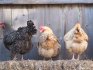 Poultry manure: properties and benefits of fertilization