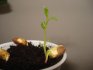 كيف تنمو شجرة من بذرة