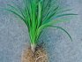 Care and reproduction of ophiopogon