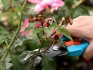 A rózsák metszése tavasszal és ősszel - feltételek és szabályok
